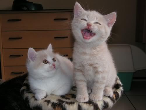 Bahasa Kucing yang Wajib Diketahui Jika Gan Sis Ngaku Cat Lovers!