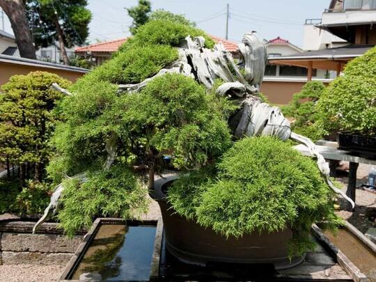 Bonsai Tertua di Dunia Bentuknya Kayak Apa ya? Cekidot Gan Sis!