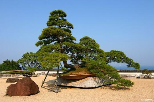 Bonsai Tertua di Dunia Bentuknya Kayak Apa ya? Cekidot Gan Sis!