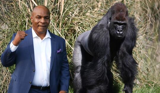 Kisah 'MIKE TYSON vs GORILLA RAKSASA' Di Kebun Binatang Tawarkan Rp.141 Juta!
