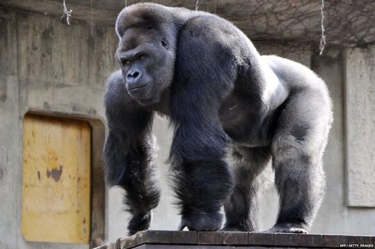Kisah 'MIKE TYSON vs GORILLA RAKSASA' Di Kebun Binatang Tawarkan Rp.141 Juta!
