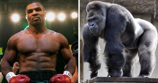 Kisah 'MIKE TYSON vs GORILLA RAKSASA' Di Kebun Binatang Tawarkan Rp.141 Juta!