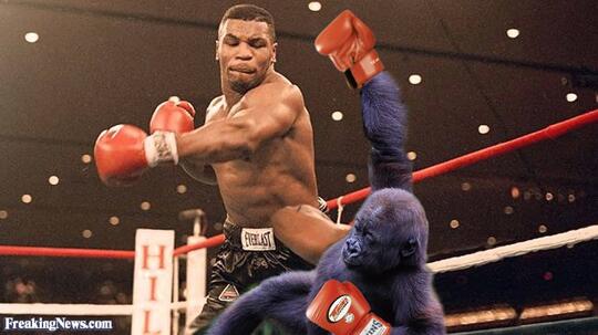 Kisah 'MIKE TYSON vs GORILLA RAKSASA' Di Kebun Binatang Tawarkan Rp.141 Juta!