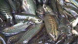 Asyiknya Memancing Ikan Sepat Siam Yang Menjadikan Gila, Tak Mau Pulang