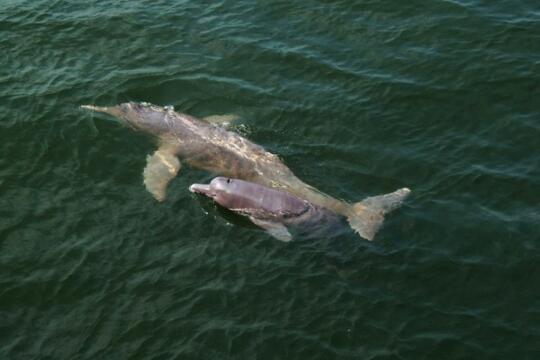 99 Gambar Ikan Lumba Lumba Air Tawar HD Terbaru