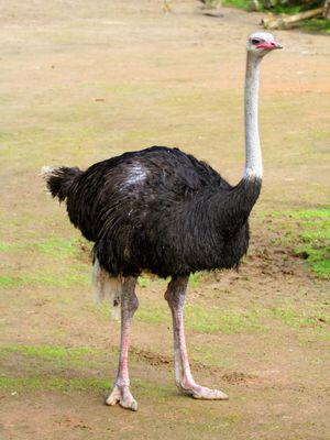 Paling Keren 12 Gambar Burung  Ostrich Gani Gambar