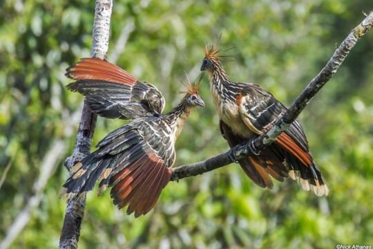 5 Burung Unik Yang Hanya Terdapat Di Hutan Amazon Kaskus