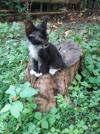 Balasan dari Cat Lovers Masuk! Ini Alasan Kucing Suka Kabur Dari 