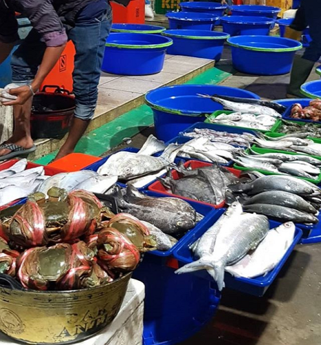 Pasar Ikan Modern Muara Baru Tsukiji Market Nya Indonesia