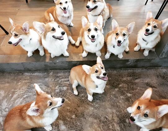 Mau Main Sama Anjing Corgi? Datang ke Kafe Ini Gansist!