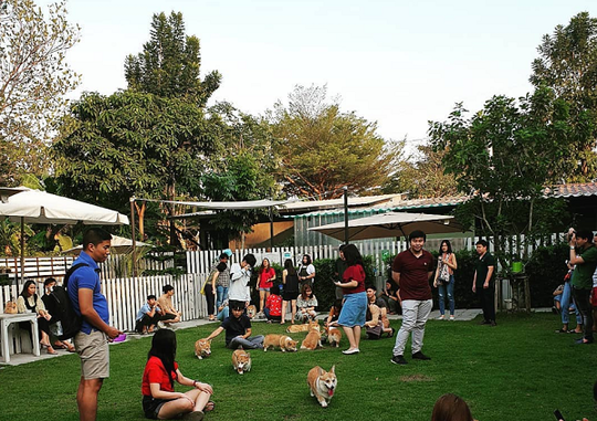 Mau Main Sama Anjing Corgi? Datang ke Kafe Ini Gansist!