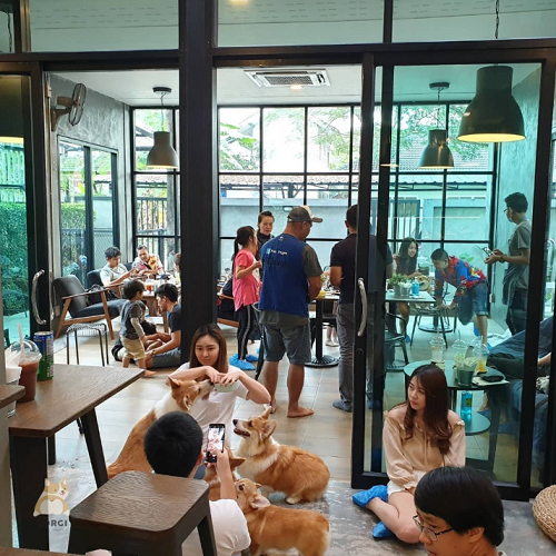 Mau Main Sama Anjing Corgi? Datang ke Kafe Ini Gansist!