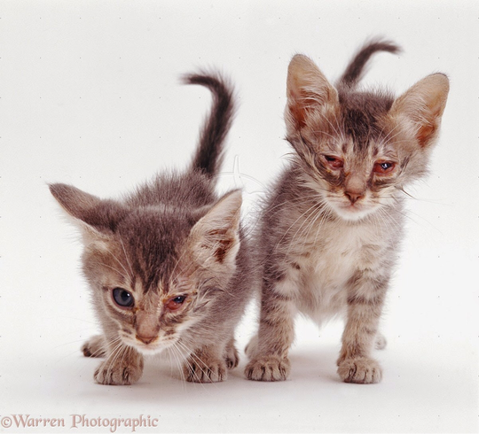 5 Penyakit Kucing yang Wajib Diketahui oleh Pecinta Kucing  KASKUS