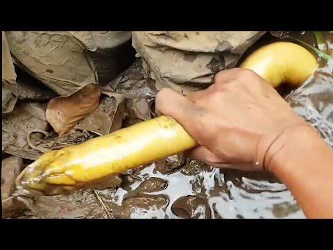 Sensasi Mancing Belut, CADAS!!