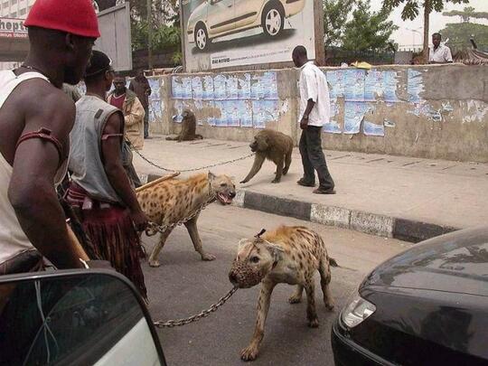 33++ Hewan buas hyena release