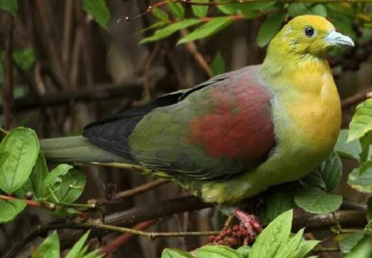 Awas! Berburu Burung Punai Malam Hari, Ada Jin Mengiringi
