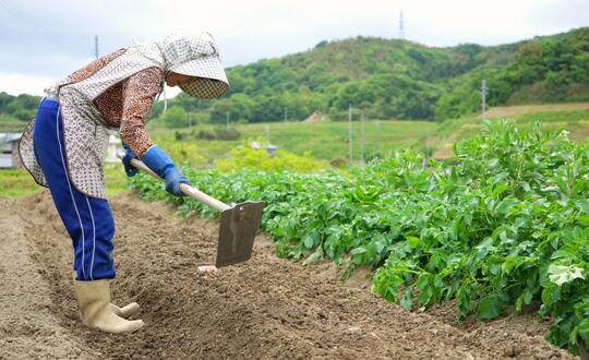 Suka Berkebun? Ini Trik Sederhana Agar Sayuran Rasanya Lebih Manis dan Segar