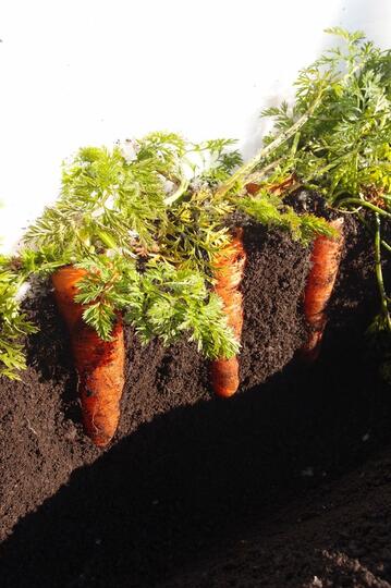 Suka Berkebun? Ini Trik Sederhana Agar Sayuran Rasanya Lebih Manis dan Segar
