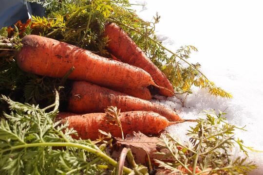 Suka Berkebun? Ini Trik Sederhana Agar Sayuran Rasanya Lebih Manis dan Segar