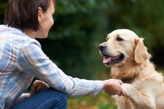 Buat Para Newbie, Ini Gan Cara Membuat Anjing Peliharaan Menjadi Lebih Pintar!