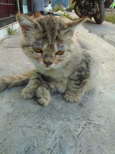 Kucing Ternyata Bisa Merubah Warna Bulunya, Mitos Ataukah Fakta 