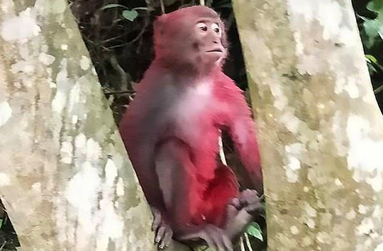 Dari Perbedaan Hingga Tidak Bisa "Memuaskan", Kisah Pilu Dari Monyet.