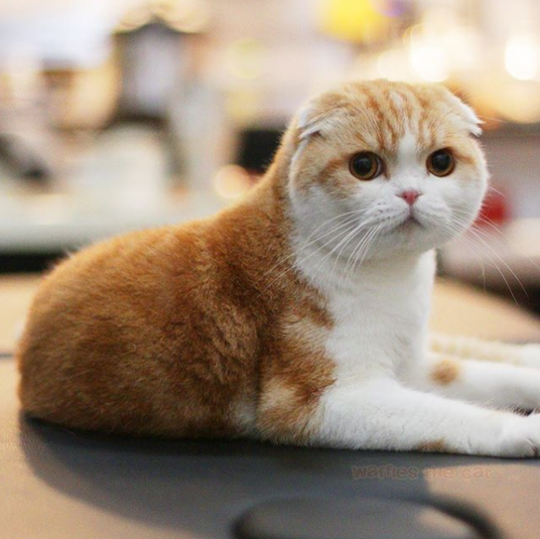 5 Fakta Kucing Scottish Fold Si Telinga Lipat Yang