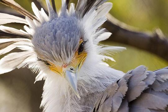 Cantik Banget! Bulu Mata Burung Ini Fix Bikin Cewek-cewek Iri