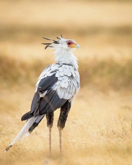 Cantik Banget! Bulu Mata Burung Ini Fix Bikin Cewek-cewek Iri