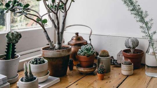 Gini Gan Caranya Biar Tanaman Succulent Panjang Umur, Cekidot!