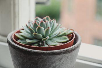 Gini Gan Caranya Biar Tanaman Succulent Panjang Umur, Cekidot!