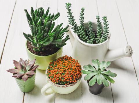 Gini Gan Caranya Biar Tanaman Succulent Panjang Umur, Cekidot!