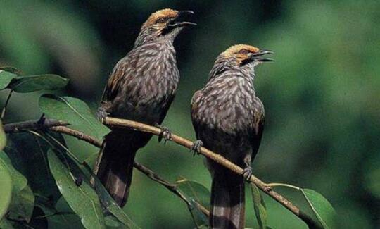 5 Jenis Burung Termahal Di Indonesia, Yang Mau Tau Boleh Cukup Liat Liat Saja