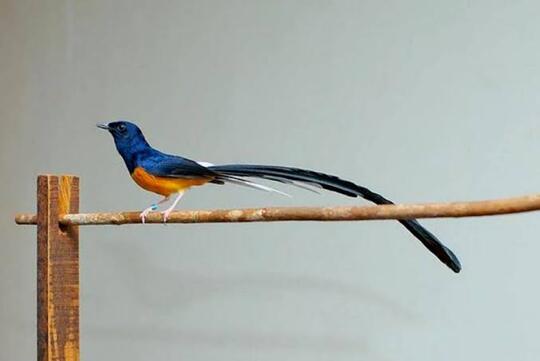 5 Jenis Burung Termahal Di Indonesia, Yang Mau Tau Boleh Cukup Liat Liat Saja