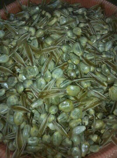 Buah Aneh yang Misterius