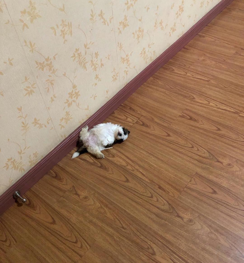 Paningning Si Anjing Dengan Gaya Tidur Aneh Kaskus