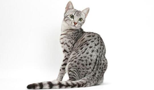 6 Jenis kucing favorit ane (nomor 4 tatapannya luar biasa)