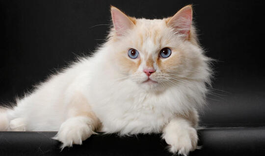 6 Jenis kucing favorit ane (nomor 4 tatapannya luar biasa)