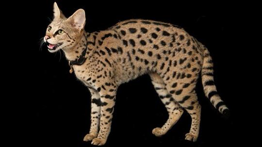 6 Jenis kucing favorit ane (nomor 4 tatapannya luar biasa)