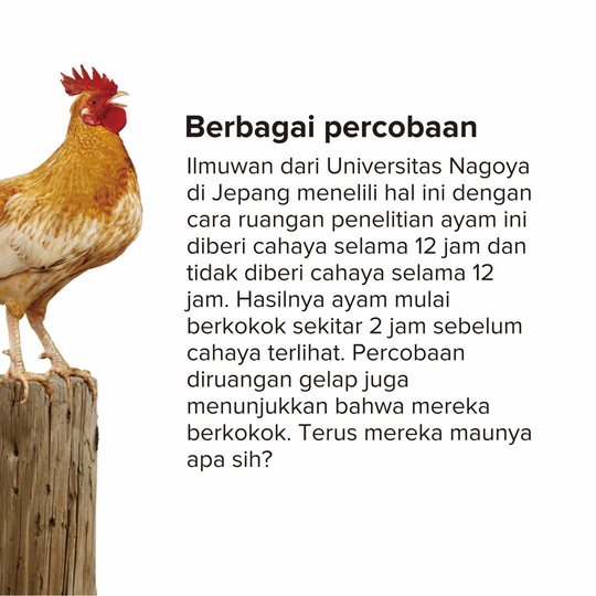 Balasan Dari Mengapa Ayam Berkokok Dipagi Hari Wajib Tau