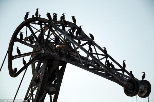 Mengerikan Banget 7 Hewan Mutasi Radioaktif Akibat Kejadian