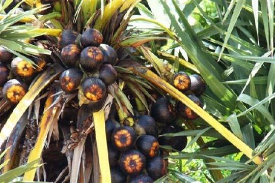 Intip Yuk, Buah Apa Sih Ini?