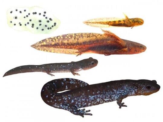 43++ Gambar hewan salamander information