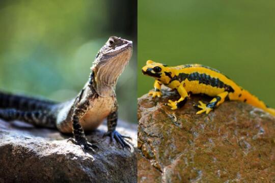 Mengenal Salamander Hewan Amfibi Yang Mirip Kadal Kaskus