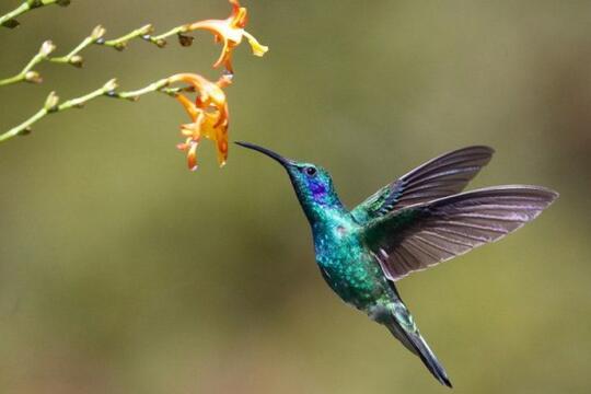5 Fakta Burung Kolibri Burung Terkecil Yang Nyalinya Gak Kecil