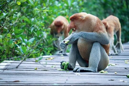 Bekantan Monyet Unik Hidung Besar Satwa Endemik Kalimantan Kaskus