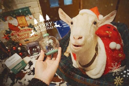 Kambing Jadi Anggota Boyband? Di Jepang Bisa!