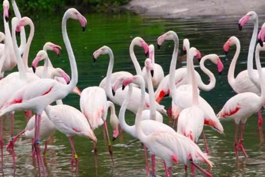 5 Fakta Menarik Burung Flamingo Si Ramping Berwarna Pink Kaskus
