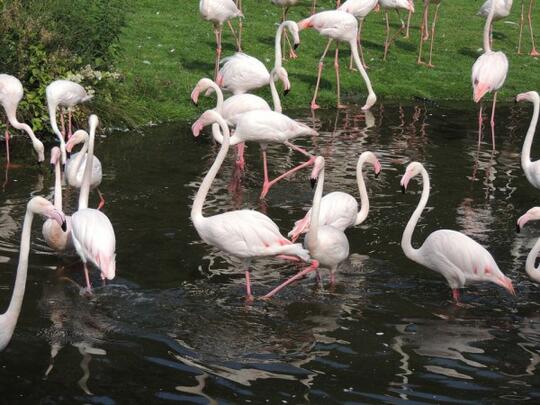 5 Fakta Menarik Burung Flamingo Si Ramping Berwarna Pink Kaskus