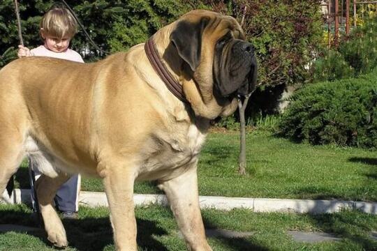 6 Fakta Menakjubkan English Mastiff Anjing Terbesar Di Dunia Kaskus
